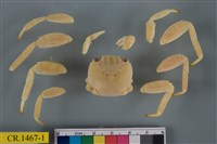 藏品(細紋方蟹)的圖片